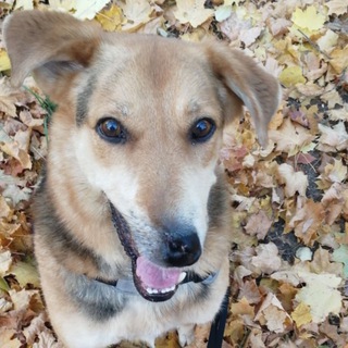 Логотип @dog_called_sky - Dog.called.Sky