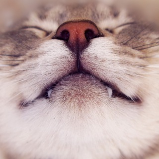 Логотип @dog_cat_live - Котопесная 🐈 🦮 🐕 🐈‍⬛