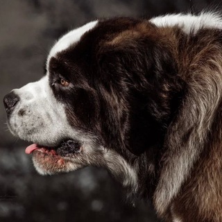 Логотип @dog_mania - DOGMANIA🐕