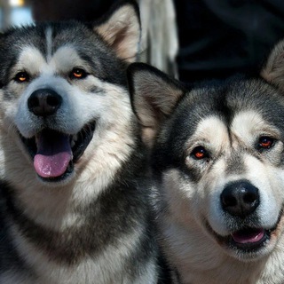 Логотип @dog_territory - Маламуты Белла и Бэтмен