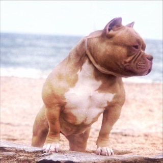 Логотип @dogamericanbully - Питомник собак Американский булли Sonraise Sunny Dog
