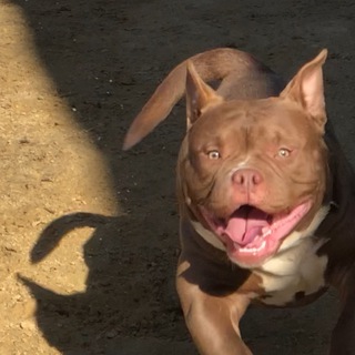 Логотип @dogamericanbully2 - Комментарии