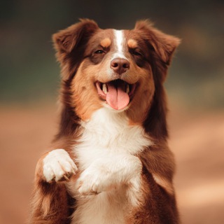 Логотип @dogblog0 - .