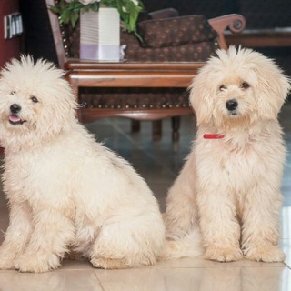 Логотип @dogbreeders - Dog Breeders Association