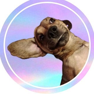 Логотип @dogcatfrends - ДОМАШНИЕ ЖИВОТНЫЕ | ПИТОМЦЫ🐾