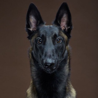 Логотип @dogcityru - DOGCiTY дрессировка собак