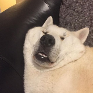 Логотип @dogeblet - Упоротые еблеты собак