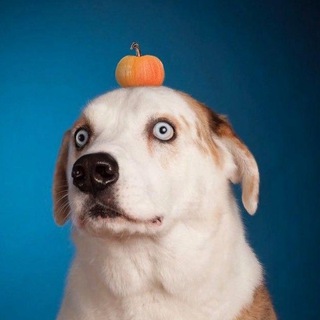 Логотип @dogekingdom - миром правят собаки🐾