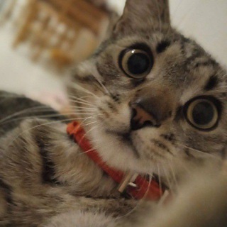 Логотип @doger9933 - Жиɜнь Ꭲиʍᴏɯи•♪