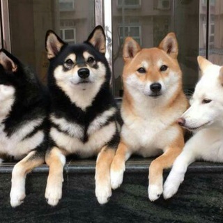 Логотип @dogesbrotherhood - doge's brotherhood