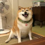 Логотип @doggotimecv - doggotimecv