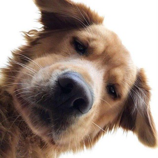 Логотип @doggrooming - dog grooming