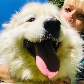 Логотип @doghouse_world - Iran_animals20 Помощь животным Одинцовский район