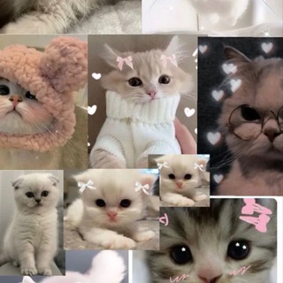 Логотип @dogi_sol - Cat