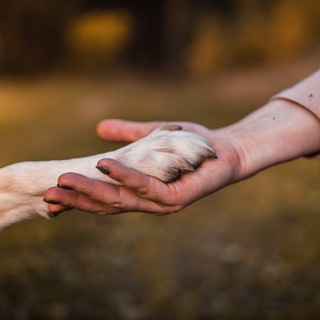 Логотип @doginstructorschool - Школа Бесконфликтной Дрессировки Ульяны Мальцевой и Алекса Вяткина