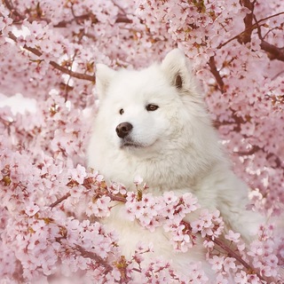 Логотип @dogiwow - doggo pics 4 all genders