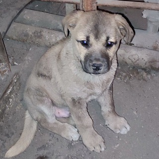 Логотип @doglink1 - В мире животных (от Дмитрия Иваненко)