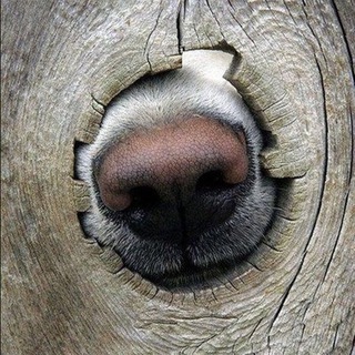 Логотип @dogpics - Dogs