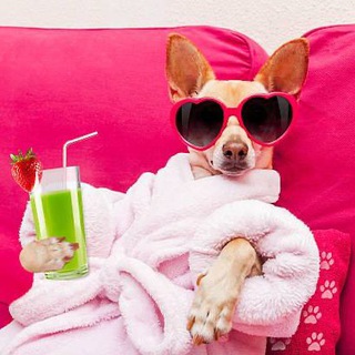 Логотип @dogrofl - Собака 🐕 - ржака 😂