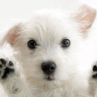 Логотип @dogs_lives - dogs ❤️