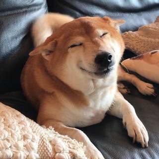 Логотип @dogs_rate - мы оцениваем собак