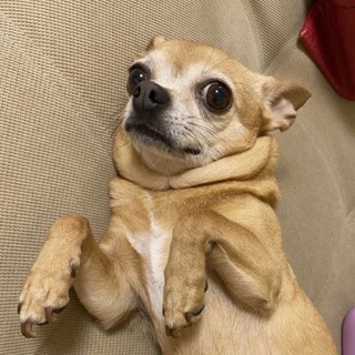 Логотип @dogsavito - смешные собаки с авито