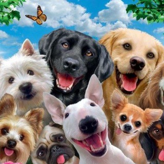 Логотип @dogsetc - Собаки etc