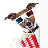 Логотип @dogsmskevents - DogsMSK•События