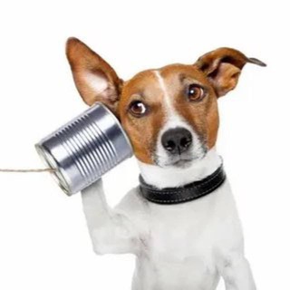 Логотип @dogsmsknews - DogsMSK • info