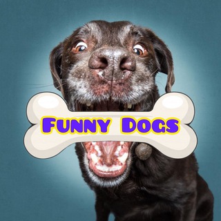 Логотип @dogsny - 🐶Dog’s of New York