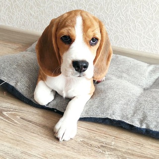 Логотип @dogstrue - TrueDog