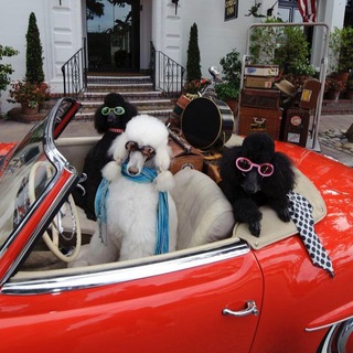 Логотип @dogstyleblog - Who let the dogs out