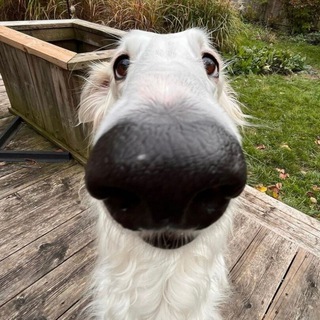 Логотип @doguecatalogue - Собакены