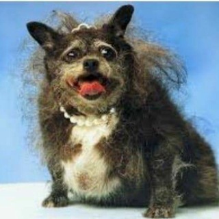 Логотип @dohlapsina - Дохла псіна🐕