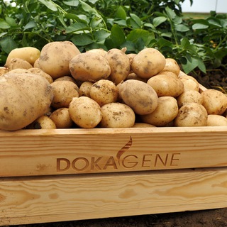 Логотип @dokagene - DokaGene