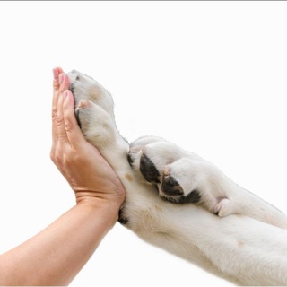 Логотип @dokumenti_rkf - Оформление документов РКФ ✍️