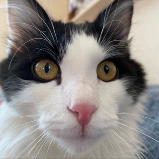 Логотип @dolbhouse_1 - СЛИВ ДОЛБ ХАУСА 🥵