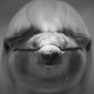 Логотип @dolphinspeoplesea - Дельфины - люди моря