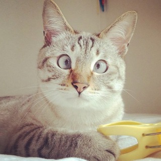 Логотип @dom_animal - Смешные домашние животные 🐈 Кошки 🐶 Собаки