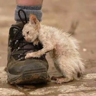 Логотип @dom_perederzhka - Дом передержка