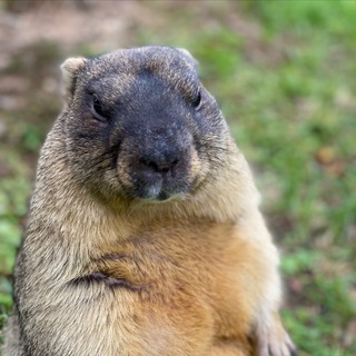 Логотип @dom_surka - @dom_surka