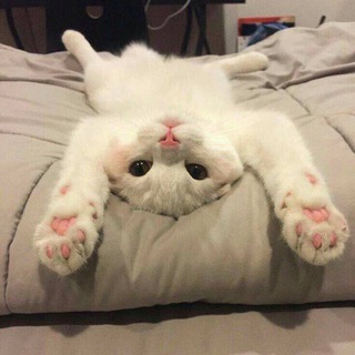 Логотип @domadomawws - EUGENE