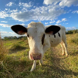 Логотип @domahnee_moloko - Домашняя Молочная Продукция