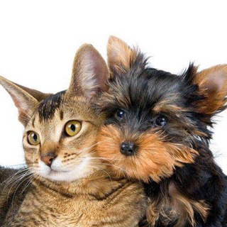 Логотип @domashnie_anim - Домашние Кошки и Собаки