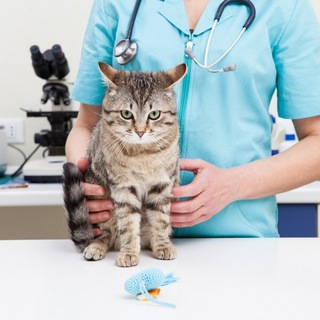 Логотип @domashniy_veterenar - Домашний Ветеренар