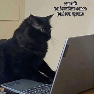 Логотип @domesticcatsanddogs - Котики, пёсики и мемы про работу