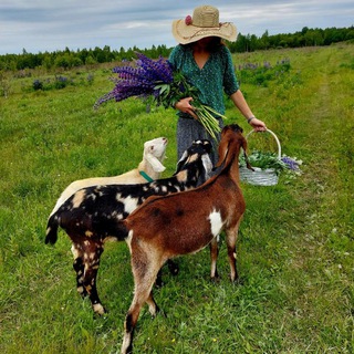 Логотип @domiknaopushkeizverushki - Домик на опушке