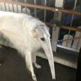 Логотип @domikroro - домик