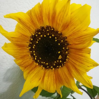 Логотип @domogorod - Дом, сад и огород