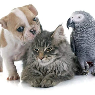 Логотип @dompitomets - Выбери домашнего питомца